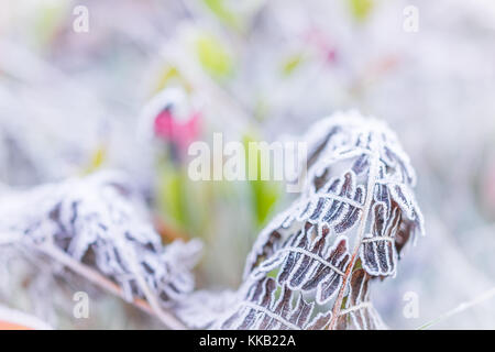 Makro Nahaufnahme von frost Eiskristalle auf Braun farn Zweig Blätter Werk in morgen Schnee Stockfoto