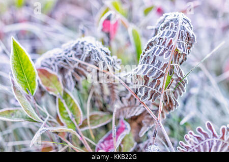 Makro Nahaufnahme von frost Eiskristalle auf Braun farn Zweig Blätter Werk in morgen Schnee Stockfoto