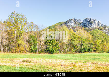 Anzeigen von Seneca Rocks aus Visitor Center im Herbst, goldgelbe Laub auf den Bäumen im Wald, Wiese wiese gras Stockfoto