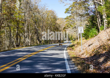 Ein Rotwild Kreuzung Straße durch Wald und Höchstgeschwindigkeit Zeichen in West Virginia Bergen ständigen Suchen in der Mitte Stockfoto