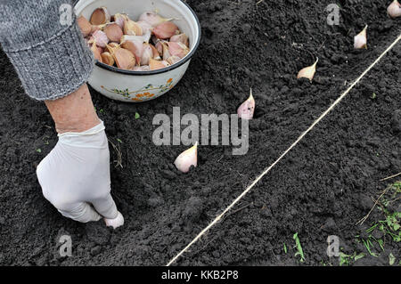 Farmer es Hand Pflanzung Knoblauch im Gemüsegarten Stockfoto