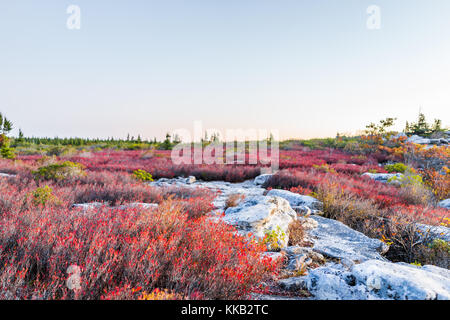 Viele bunte rote Heidelbeeren im Herbst zeigen Details, Texturen und Muster mit dunklen Sonnenaufgang Dämmerung, Dämmerung Sonnenuntergang in Bear Felsen, West Virginia Stockfoto