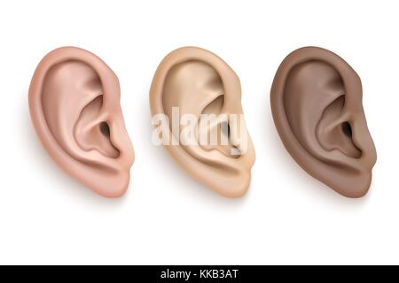 Vektor realistische menschliche Ohr iocn Set closeup auf weißem Hintergrund. design Vorlage der Körperteil, Organ des Menschen Stock Vektor