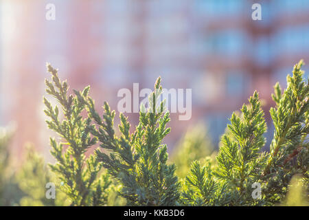 Thuja Blätter im Sonnenlicht. Großes Hochhaus ist unscharf. Im städtischen Hintergrund. Flache Tiefenschärfe, Bokeh Stockfoto