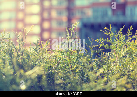 Thuja Blätter im Sonnenlicht. großes Hochhaus ist unscharf. im städtischen Hintergrund. geringe Tiefenschärfe, Bokeh Stockfoto