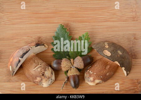 Wald Anordnung, dunkle Cep oder Bronze bolete Pilz, oder Boletus aereus mit grünen Eichenblättern und Eicheln auf bambus holz- Hintergrund Stockfoto