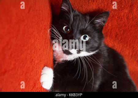 Schwere schwarze Katze mit einem großen Schnurrbart auf einem Hintergrund aus rotem Tuch. Stockfoto