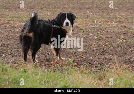 Junge Berner Sennenhund in ein Feld aus. Das Wort azubi am Kabelbaum bedeutet Lehrling in deutscher Sprache. Stockfoto