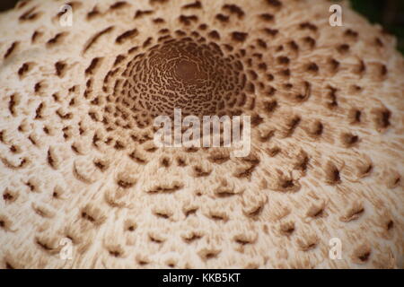 Detail der Kappe des essbaren Sonnenschirm Pilz (Macrolepiota procera). Stockfoto