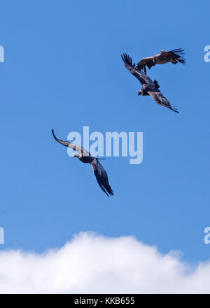 Kondore fliegen in der Gruppe in der Nähe von El Calafate, Santa Cruz, Argentinien Stockfoto