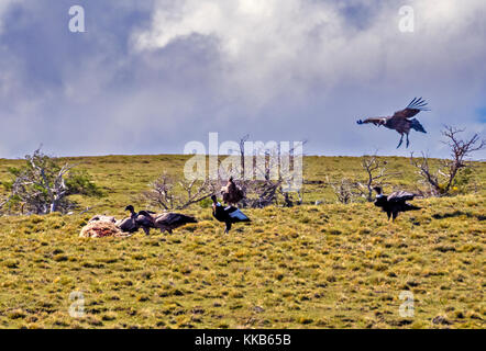 Kondore fliegen in der Gruppe in der Nähe von El Calafate, Santa Cruz, Argentinien Stockfoto