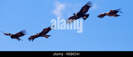 Kondore fliegen in der Gruppe in der Nähe von El Calafate, Santa Cruz, Argentinien Stockfoto