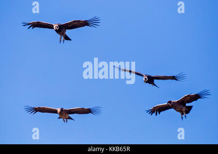 Kondore fliegen in der Gruppe in der Nähe von El Calafate, Santa Cruz, Argentinien Stockfoto