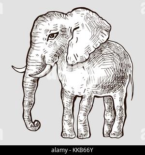 Elefant. Hand gezeichnet Vektor-illustration, weißer Hintergrund Stock Vektor