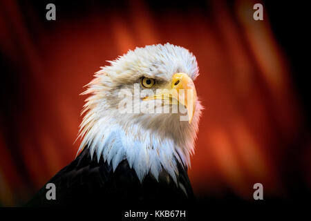 Weißkopfseeadler haliaeetus Leucocephalus - captive Muster. Rehabilitation Center, nicht zu lösen. Stockfoto