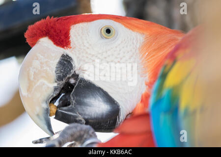 Hellrote Ara - Ara macao captive Muster. Stockfoto