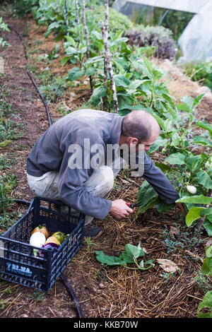 Toskana, Italien - 26. Juli 2016: Landwirt erntet Gemüse auf einem Bio-Bauernhof. Tenuta di Spannocchia. Stockfoto