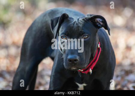 6 Monate alt Mischling Schwarz Welpen, Hund und American Pit Bull mix Stockfoto