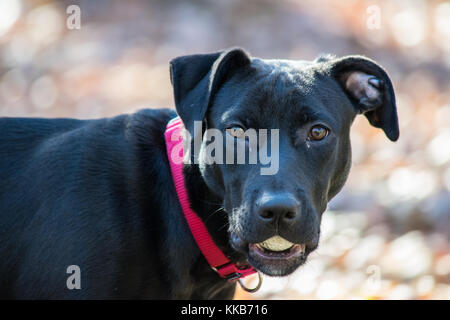 6 Monate alt Mischling Schwarz Welpen, Hund und American Pit Bull mix Stockfoto