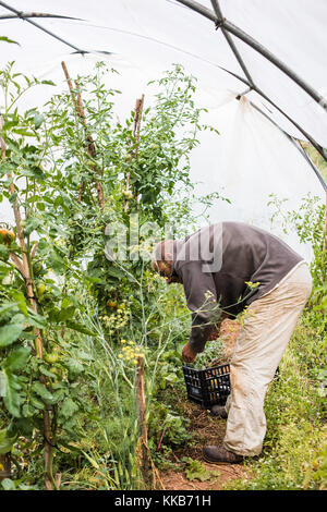 Toskana, Italien - 26. Juli 2016: Landwirt erntet Gemüse, Tenuta di Spannocchia. Stockfoto