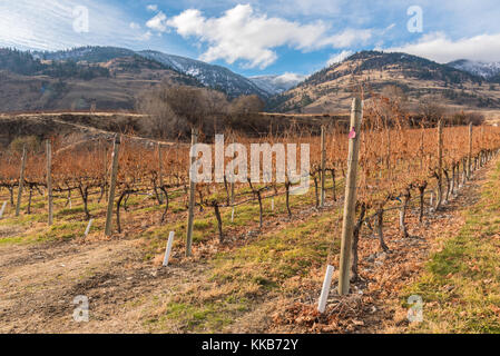 Zeilen der ruhenden Reben im Weinberg mit Schnee Berge im Hintergrund im späten Herbst abgedeckt Stockfoto