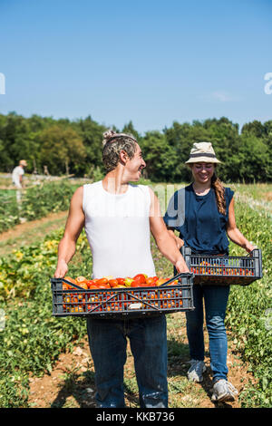 Toskana, Italien - Juli 26, 2016: Landwirtschaft Praktikanten der Ernte von Gemüse, Tenuta di spannocchia. Stockfoto