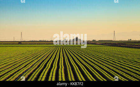 Grüne Zeilen der Landwirtschaft Felder in Calexico entlang der Autobahn 8 Richtung Osten auf der Grenze von Kalifornien und Mexiko. Stockfoto