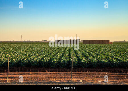 Grüne Zeilen der Landwirtschaft Felder in Calexico entlang der Autobahn 8 Richtung Osten auf der Grenze von Kalifornien und Mexiko. Stockfoto