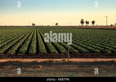 Grüne Zeilen der Landwirtschaft Felder in Calexico entlang der Autobahn 8 Richtung Osten auf der Grenze von Kalifornien und Mexiko. Stockfoto