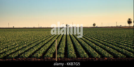 Grüne Zeilen der Landwirtschaft Felder in Calexico entlang der Autobahn 8 Richtung Osten auf der Grenze von Kalifornien und Mexiko. Stockfoto