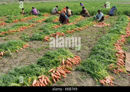 Manikganj, Bangladesch - Januar 24, 2017: bangladeschischen Bauern ernten Karotte vom Feld am shinrail, manikganj, ländlichen Bangladesch Bangladesch. peo Stockfoto