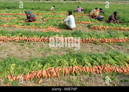 Manikganj, Bangladesch - Januar 24, 2017: bangladeschischen Bauern ernten Karotte vom Feld am shinrail, manikganj, ländlichen Bangladesch Bangladesch. peo Stockfoto