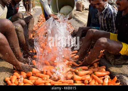 Manikganj, Bangladesch - Januar 24, 2017: bangladeschischen Bauern benutzen ihre Füße frische Karotten zu reinigen Nach der Ernte bei shinrail, manikganj, Bangladesch. Stockfoto