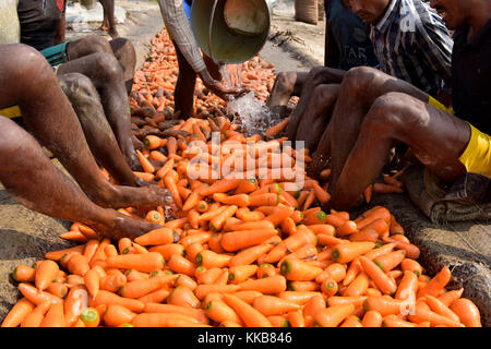 Manikganj, Bangladesch - Januar 24, 2017: bangladeschischen Bauern benutzen ihre Füße frische Karotten zu reinigen Nach der Ernte bei shinrail, manikganj, Bangladesch. Stockfoto