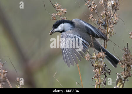 Black-capped chickadee mit Samen Flug ab Herbst Wildblumen nimmt Stockfoto