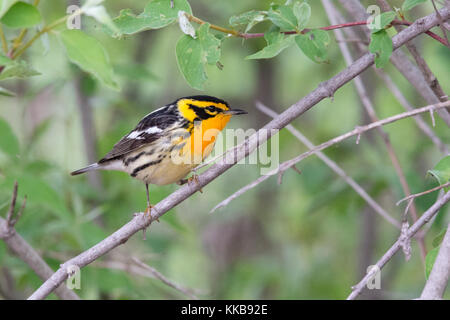 Blackburnian Warbler männlicher • Magee Marsh, OH • 2015 Stockfoto