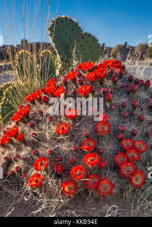 Claret Cup Cactus, Echinocereus triglochidiatus, City of Rocks State Park, New Mexico, USA Stockfoto