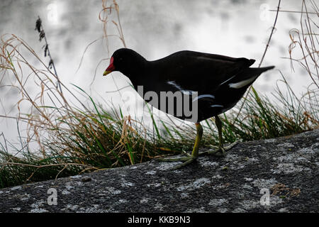 Eine einzelne sumpfhuhn auf trockenem Land Stockfoto