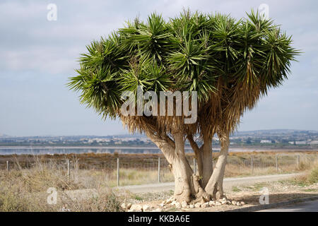 Drachenblutbaum in der Nähe der Las Salinas von Torrevieja. Spanien Stockfoto