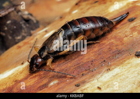 Gemeinsame Earwig (Forficula auricularia) unter der Rinde eines Baumes. Cahir, Tipperary, Irland. Stockfoto