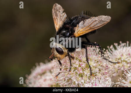 Riesige Tachinid fliegen (Tachina grossa) Fütterung auf umbellifer. Cahir, Tipperary, Irland. Stockfoto