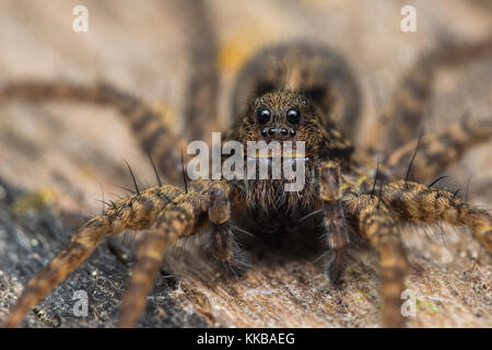 Ein Wolf Spider ruht auf einer Bank im Wald. Nahaufnahme Foto des Gesichts. Tipperary, Irland Stockfoto