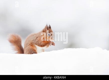 Eichhörnchen sitzend im Schnee im Winter, Großbritannien Stockfoto