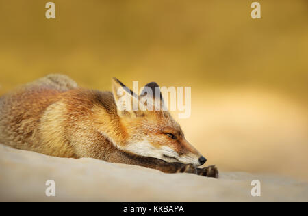 Cute Little Red Fox ruht auf Sand Stockfoto