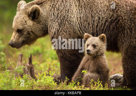 Süße kleine Eurasischen braunen Bärchen sitzend durch die Mutter für Sicherheit und Komfort, Finnland Stockfoto