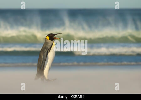 Königspinguin Rückkehr aus dem Meer in die sandige Küste bei Wind und Wellen Stockfoto