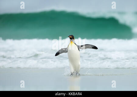 Königspinguin Rückkehr aus dem Meer in die sandige Küste bei Wind und Wellen Stockfoto