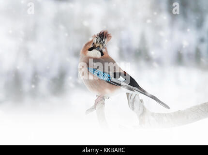 Eurasischen Jay hocken auf den Ast, während bei kaltem Winter schneit Stockfoto