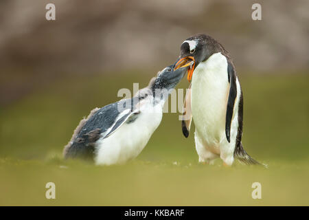 Isoliert nach Gentoo Pinguin Fütterung eine junge Mauser Küken in den Falkland Inseln Stockfoto