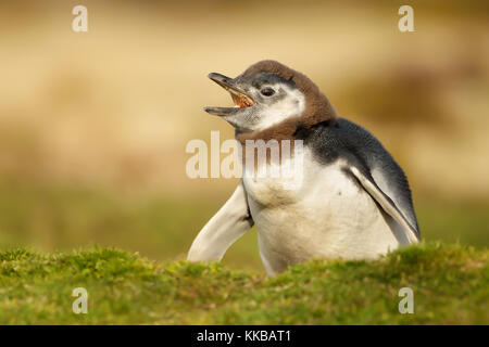 Junge Mauser Magellanic penguin Aufruf in der Nähe eine Höhle auf den Falklandinseln Stockfoto